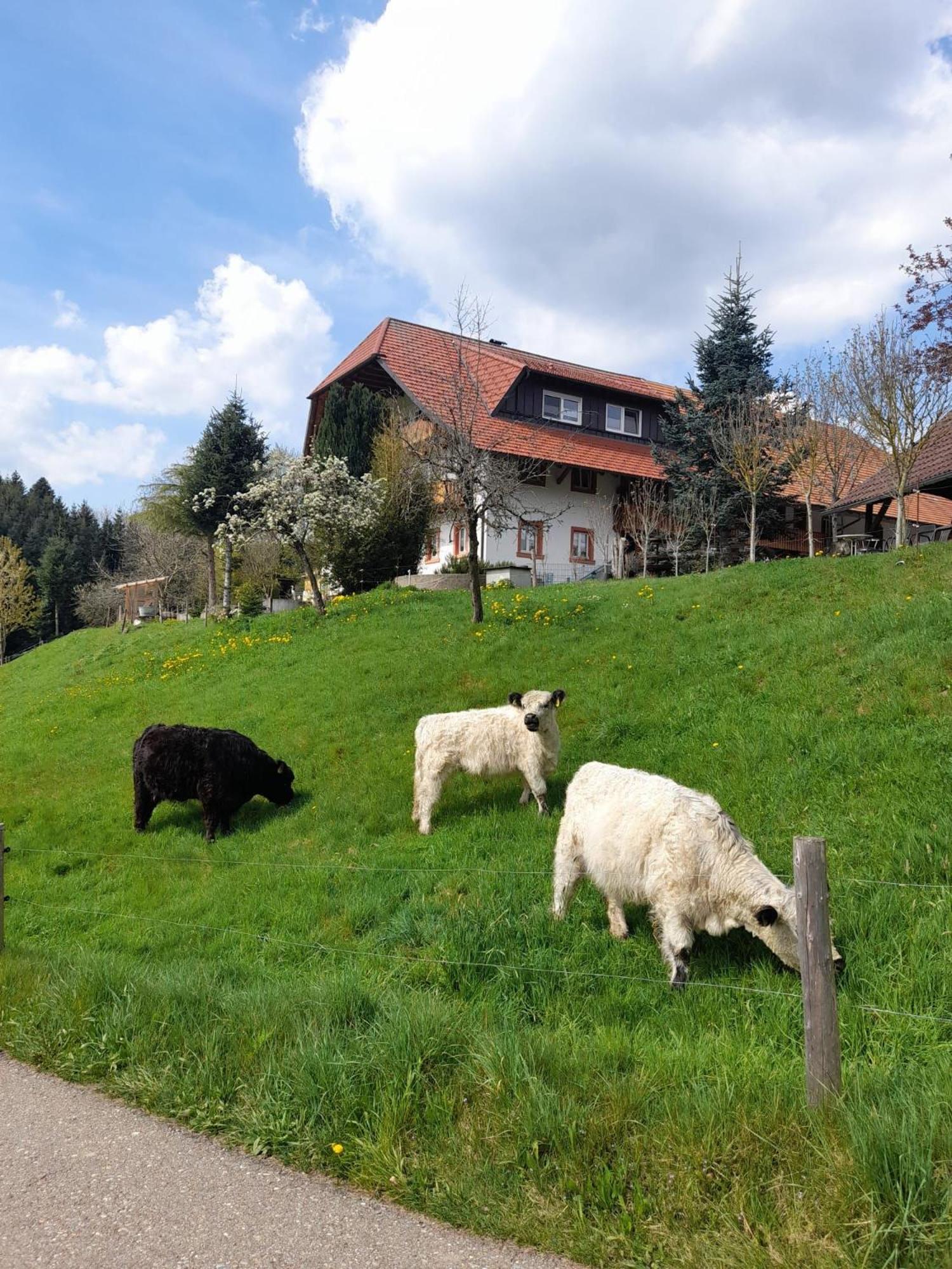 Dischhof Villa Biederbach Exterior photo